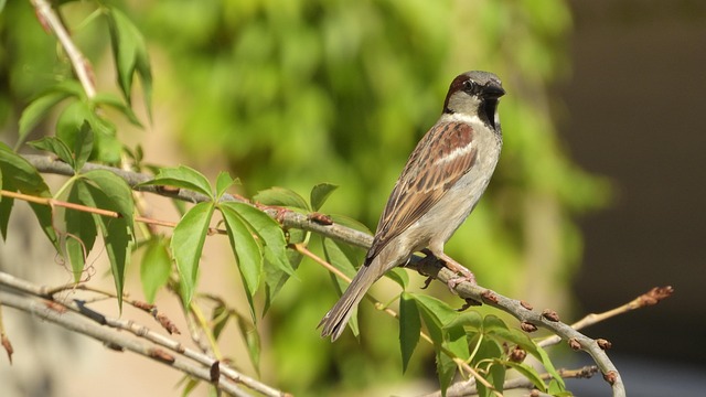 person meditating peacefully with a cat resting on their lap in a sunlit room
