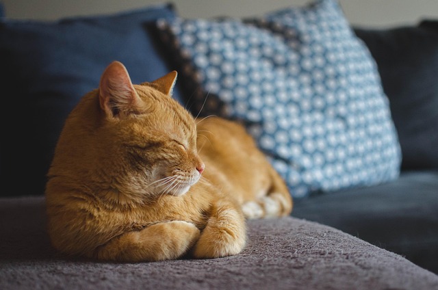 person meditating peacefully with a cat resting nearby in a cozy home environment