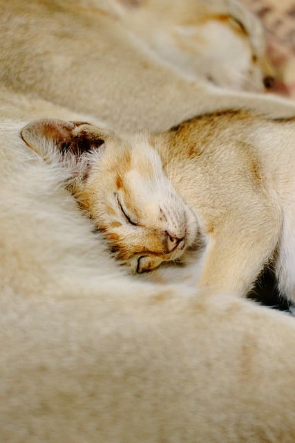 cat relaxing in meditation setting with soft lighting and peaceful atmosphere